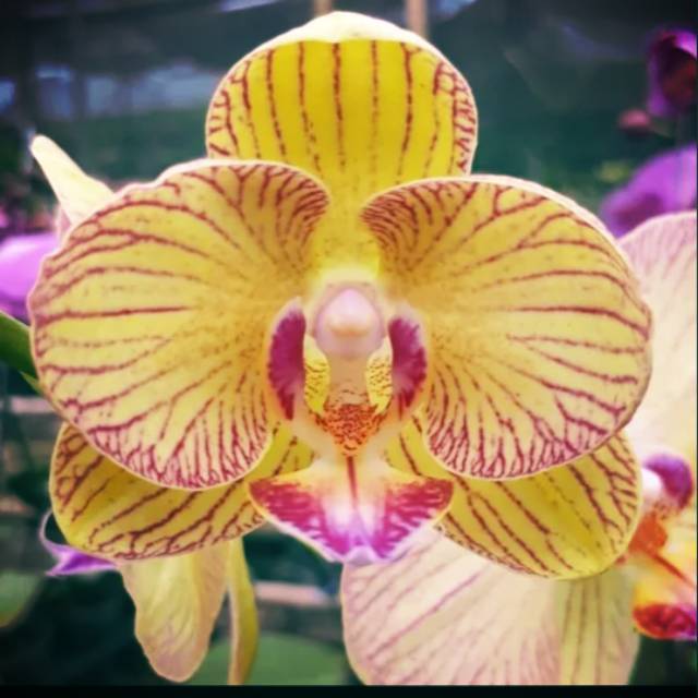 Anggrek bulan mini taiwan warna kuning strip spike  knop