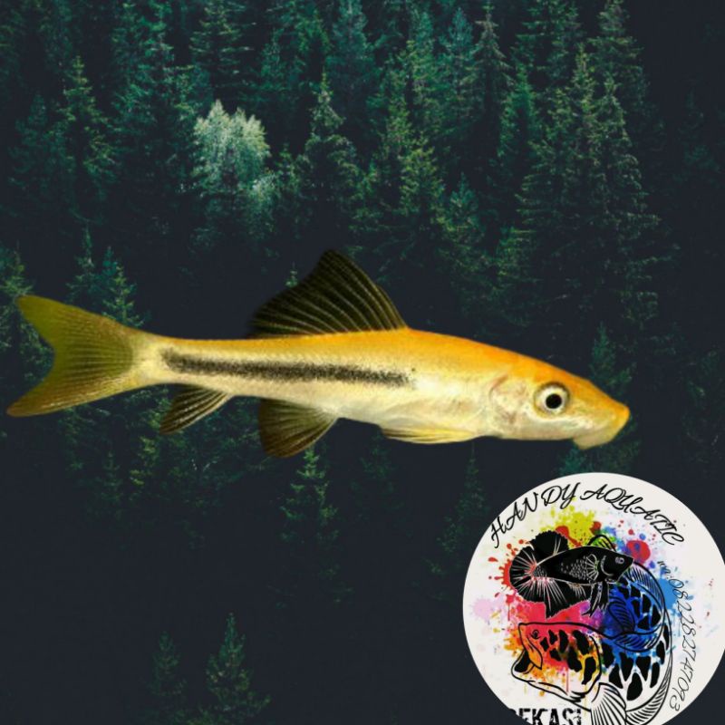 ikan SAE/CAE algae 5-7cm