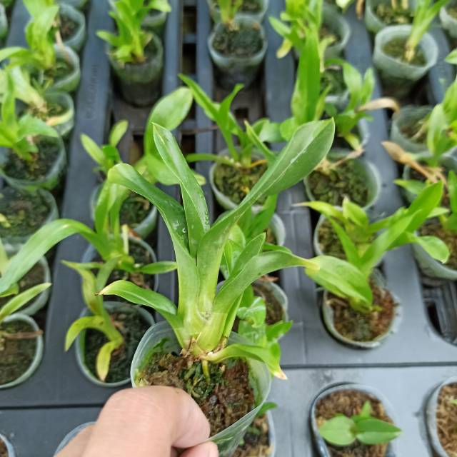 Anggrek Grammatophyllum scriptum seedling