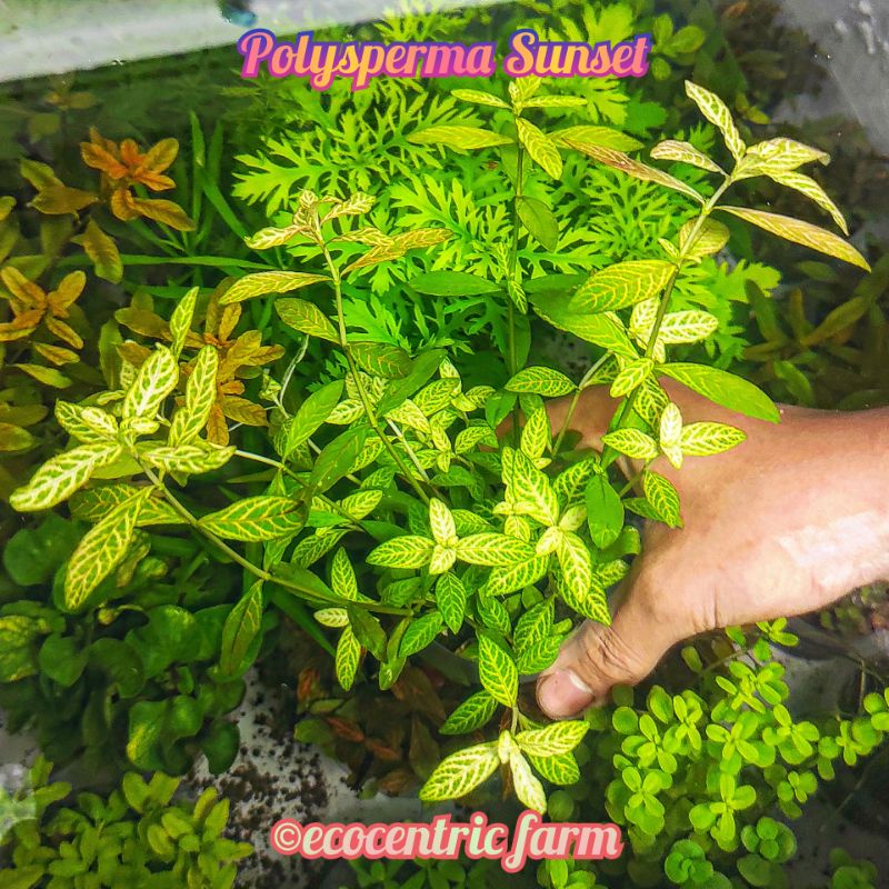Tanaman Aquascape Polysperma Sunset