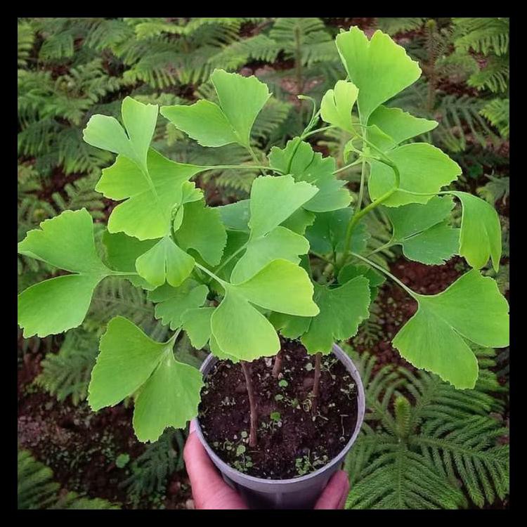 Big Sale Biji Benih Seed Tanaman Herbal Hias Ginkgo Biloba Terbaru