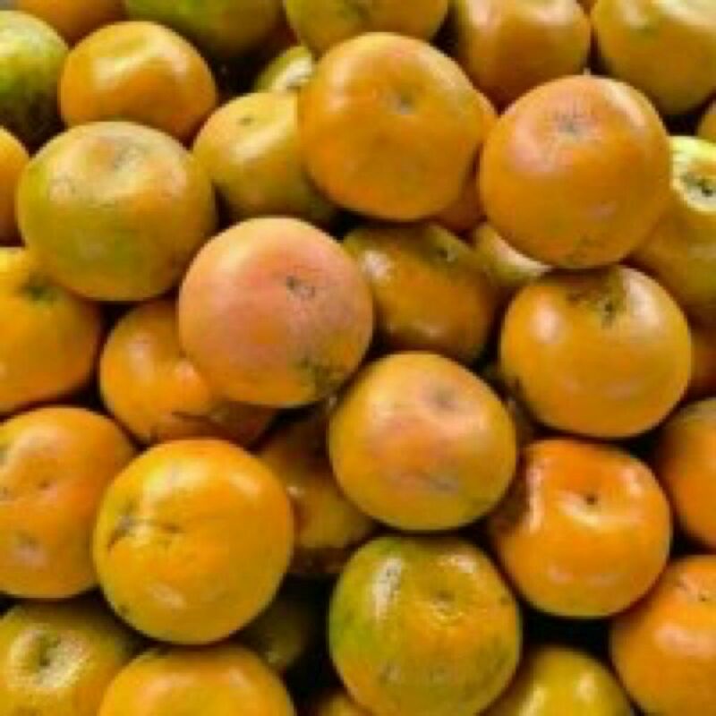 

JERUK MEDAN SUPER FRRSH 1 KG