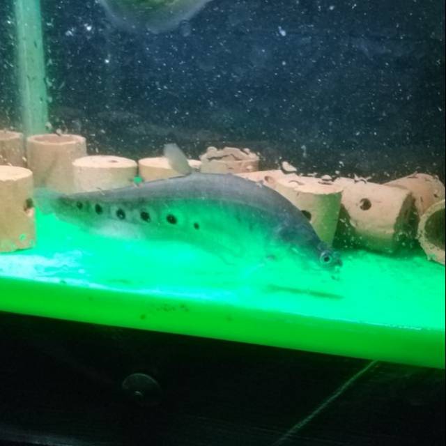 Ikan belida predator