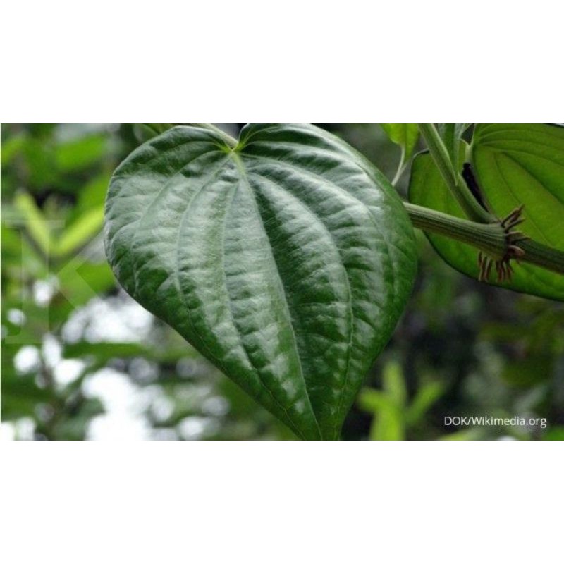 

Daun sirih organik segar