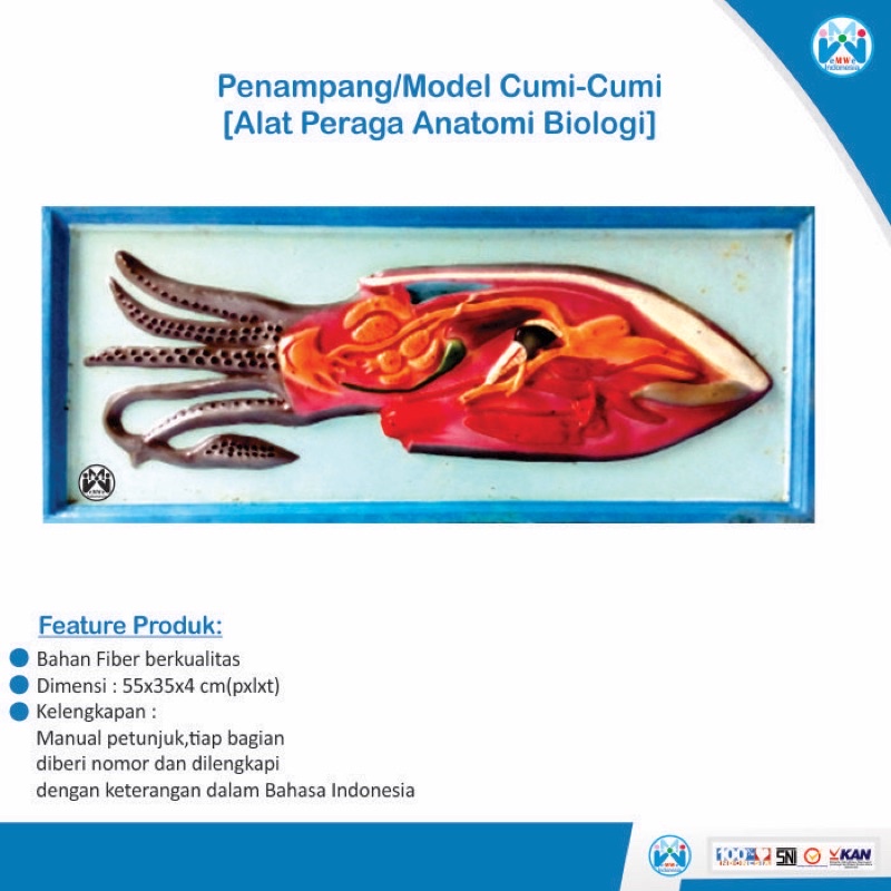 

[PROMO] Alat Peraga Model Cumi Cumi - Alat Peraga Biologi [100% Original Product]