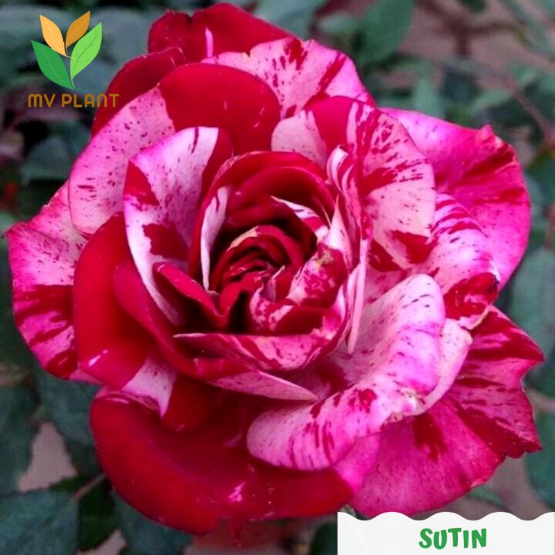 Mawar Batik merah putih ukuran Dewasa- mawar sutin- mawar batik- mawar hidup-tanaman hidup