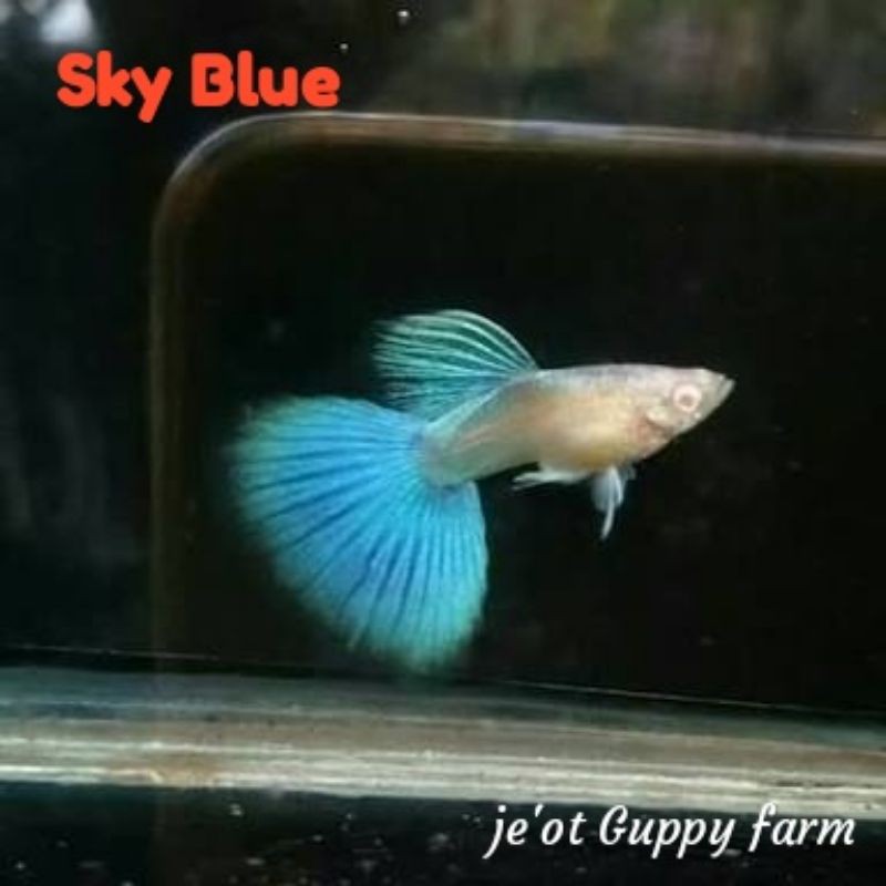 ikan Guppy sky blue/topaz