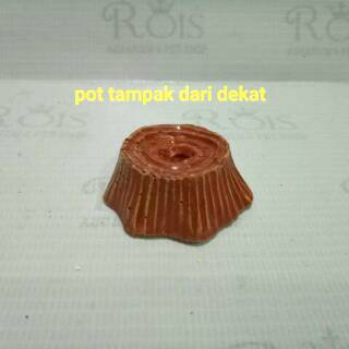 Bunga tinggi aquarium BK 002 Shopee Indonesia Bunga tinggi aquarium BK 002 Shopee Indonesia