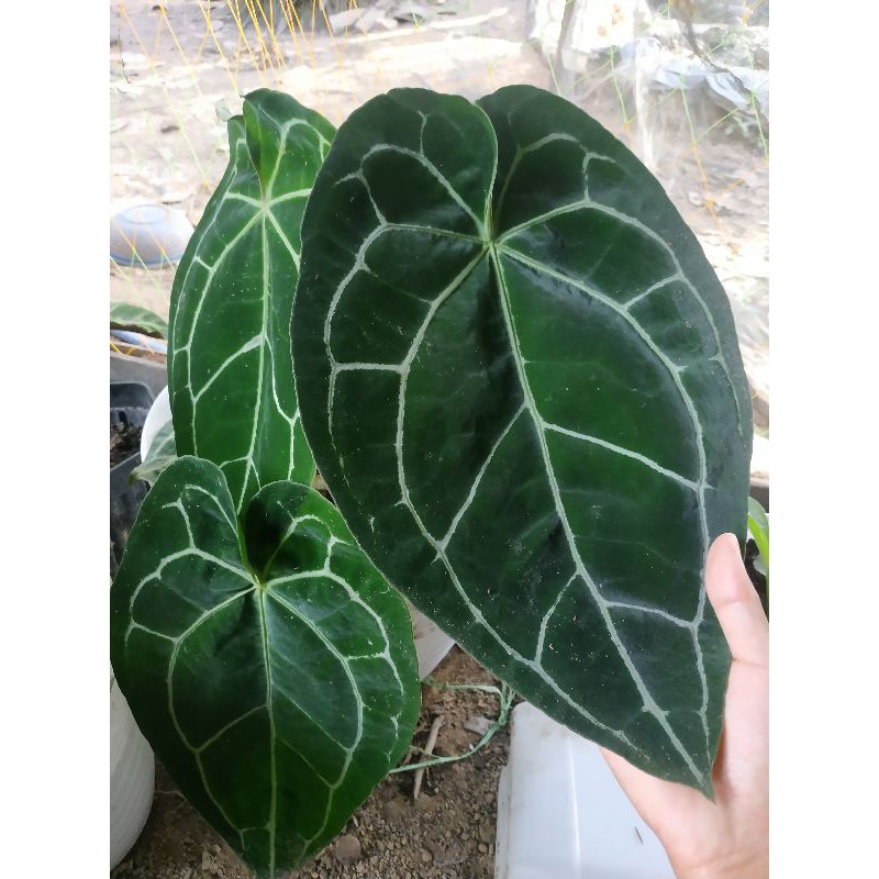 kuping gajah daun besar rimbun anthurium crystallinum daun besar dorayaki silver tarantula alocasia
