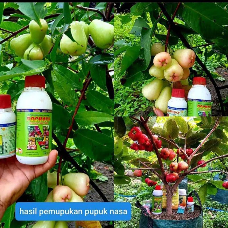Pupuk Pelebat buah, pendongkrak Buah, mengurangi kerontokan Bunga dan Buah