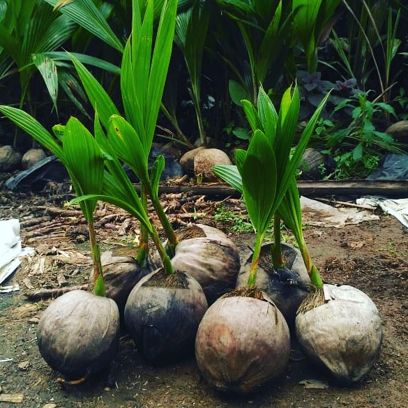 BIBIT KELAPA HIBRIDA BUAH BESAR