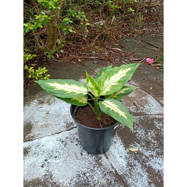 Dieffenbachia Tissue / Diven Tissue / Blanceng / Sri Rejeki Daun Bahagia