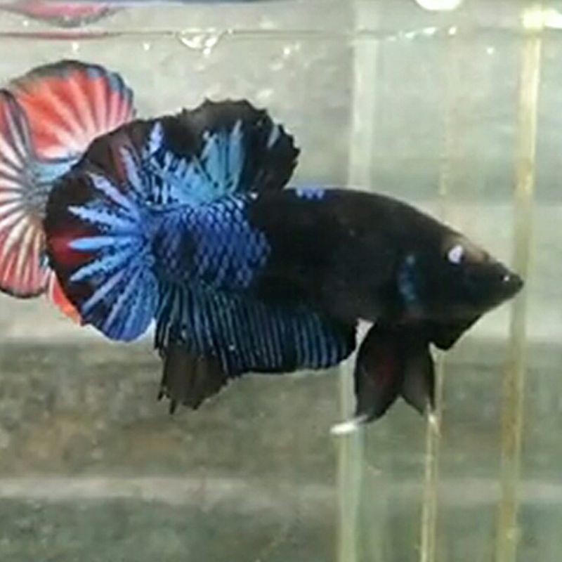 Betta Cupang Black Series Avatar Proses Mutasi warna