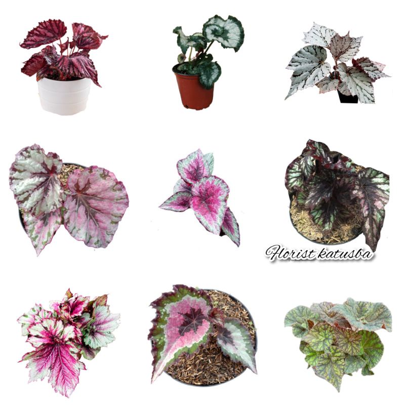 TANAMAN BEGONIA REX Paket 9 Tanaman Begonia Rex Daun Berwarna Campur Paket 9 Tanaman Begonia Rex Dau