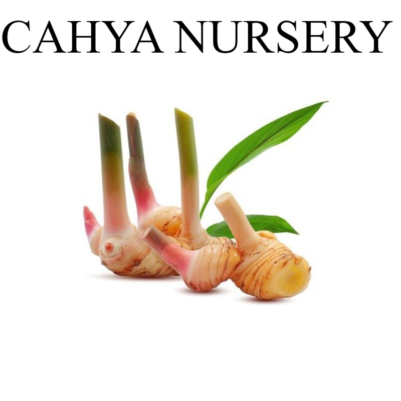 

Promo Umbi lengkuas basah segar 1000gram laja gowah atau jahe alas hutan