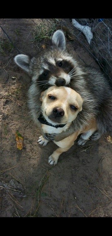 Damdex Multi Fungsi 1 Ltr - Pelapis Anti Bocor - Pengeras Cor - Perekat