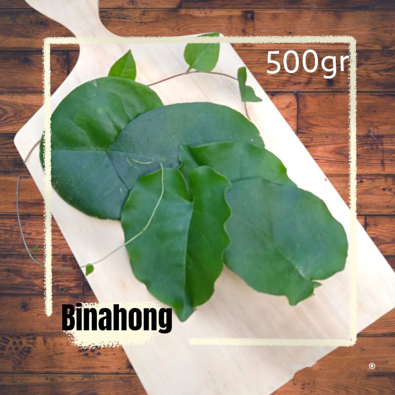 

daun binahong segar