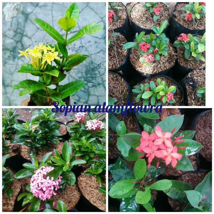 Tanaman Hias asoka - bunga asoka - 4 jenis paketan - mini - siantan .