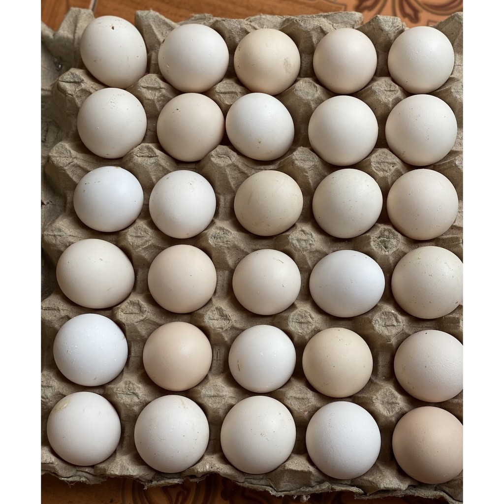 

Telur Ayam Kampung BuSOL