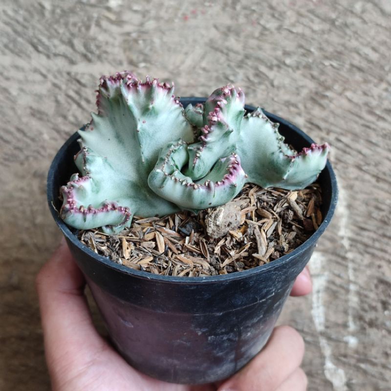 Sukulen Euphorbia lactea cristata silver varigata