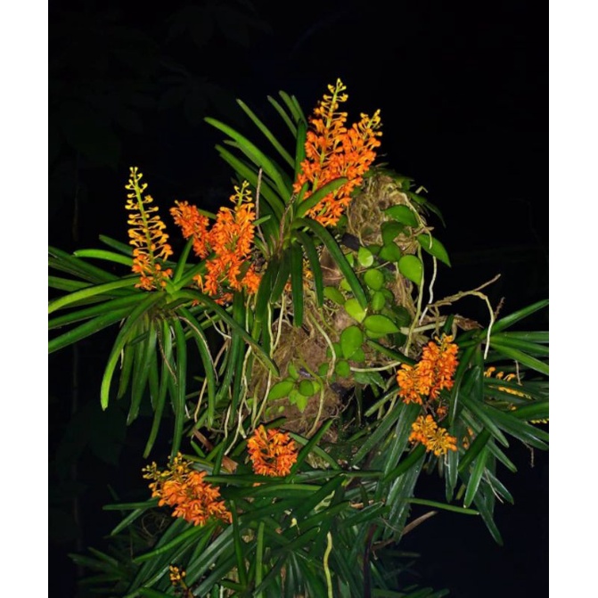 RUMPUN RIMBUN / Anggrek Vanda Ascocentrum Dewasa
