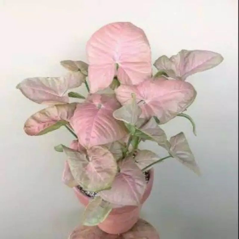 tanaman hias syingonium pink-syingonium pink