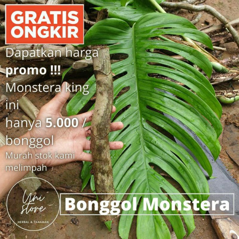 BONGOL MONSTER KING / MONATERA EKOR NAGA JUMBO / MONSTERA DUDA BOLONG (Dragon tailed monstera stump)