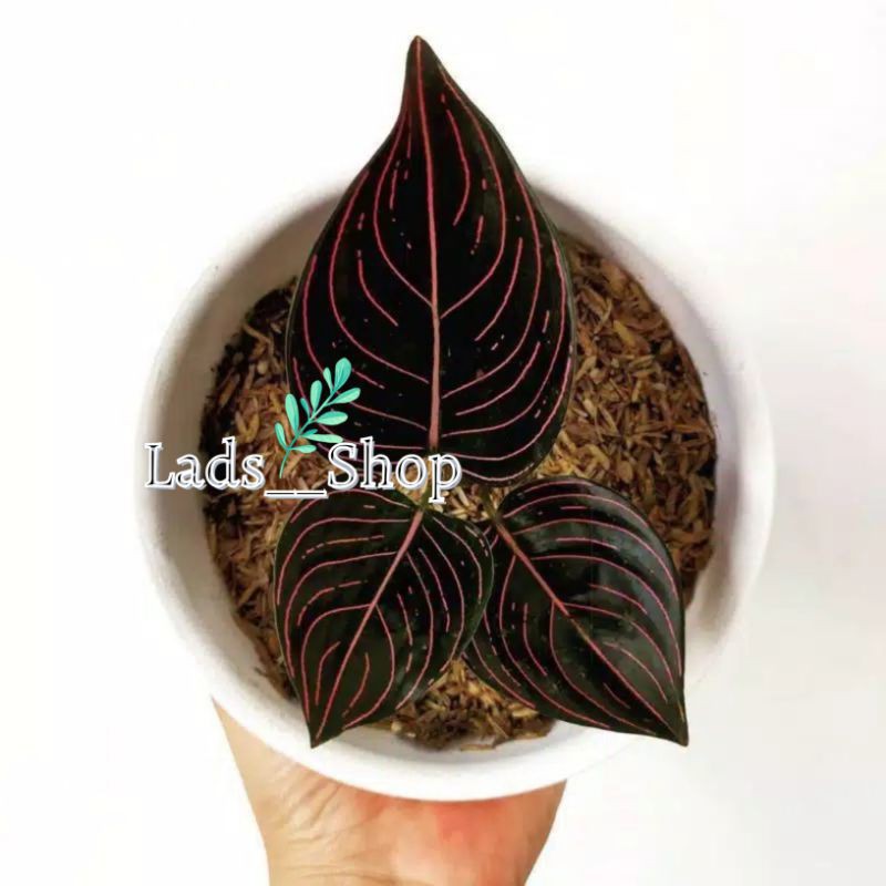 Tanaman Hias Aglonema Rotundum Aceh-Aglonema Rotundum Aceh