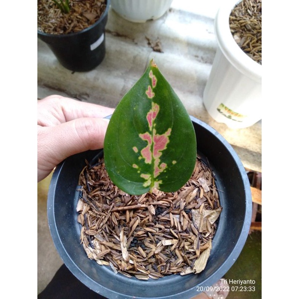 Baby aglonema Sultan Brunei