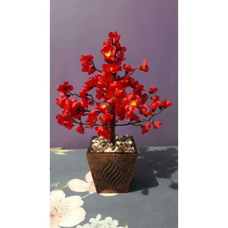 POHON HIAS - HIASAN RUMAH