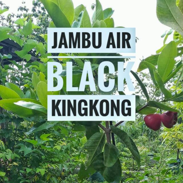 JAMBU AIR BLACK KINGKONG CANGKOK || JAMBU AIR KINGKONG