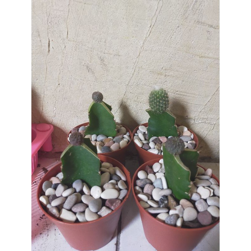 kaktus grafting ( pilih jenis )