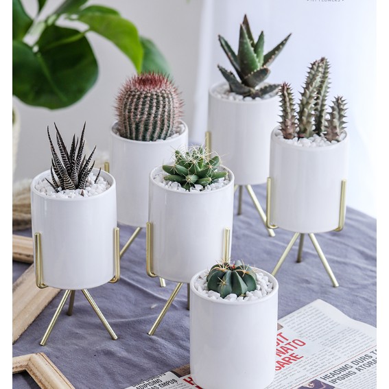 Ins Nordic  Kaktus Pot  Bunga  Dalam Vas Besi Sederhana 