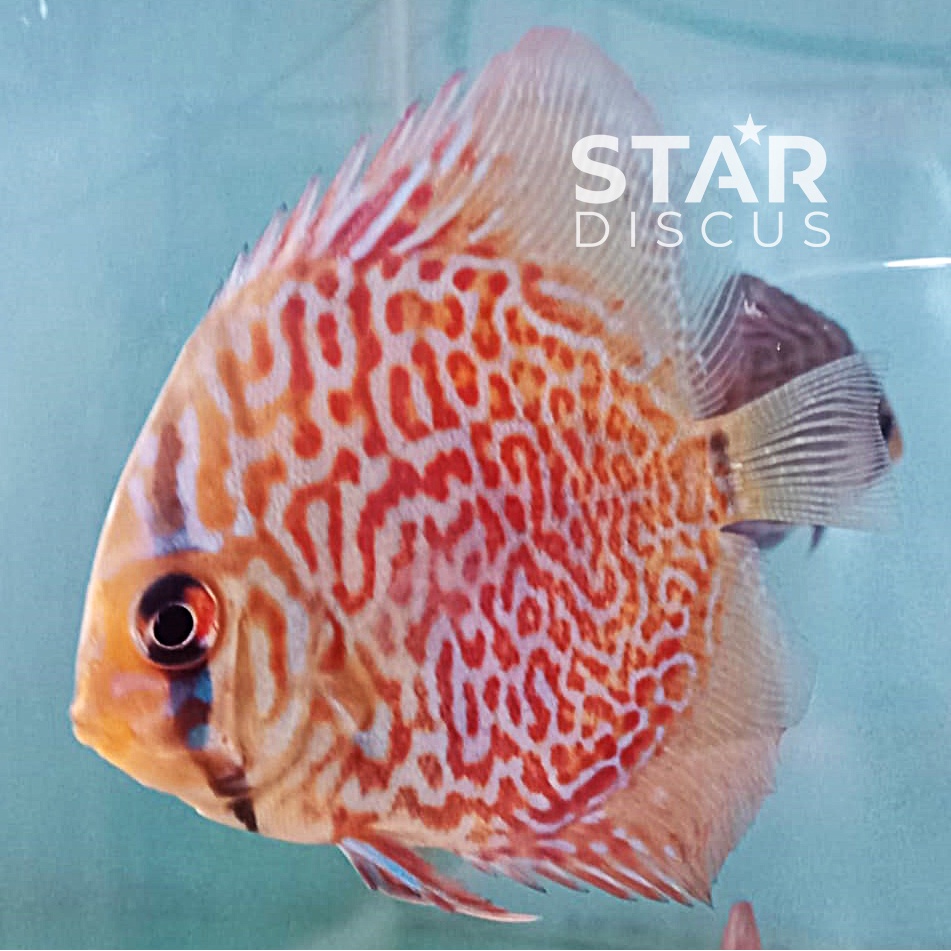 Discus Ring Leopard ukuran 2 inch - SALE