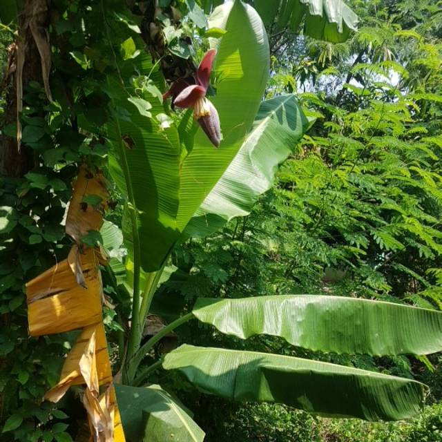 

Daun pisang batu