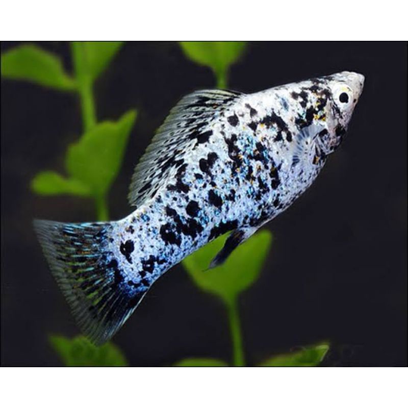 Ikan hias keci Marbel hitam putih ikan hias aquarium jenis air tawar ikan lucu ikan unik ikan murah