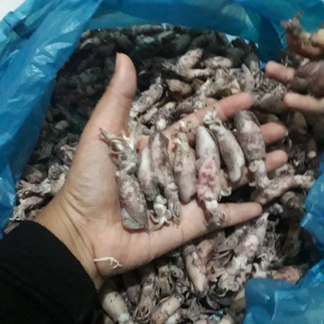 

Cumi rebus tawar asin balita size 3-4 cm berat 500 gr