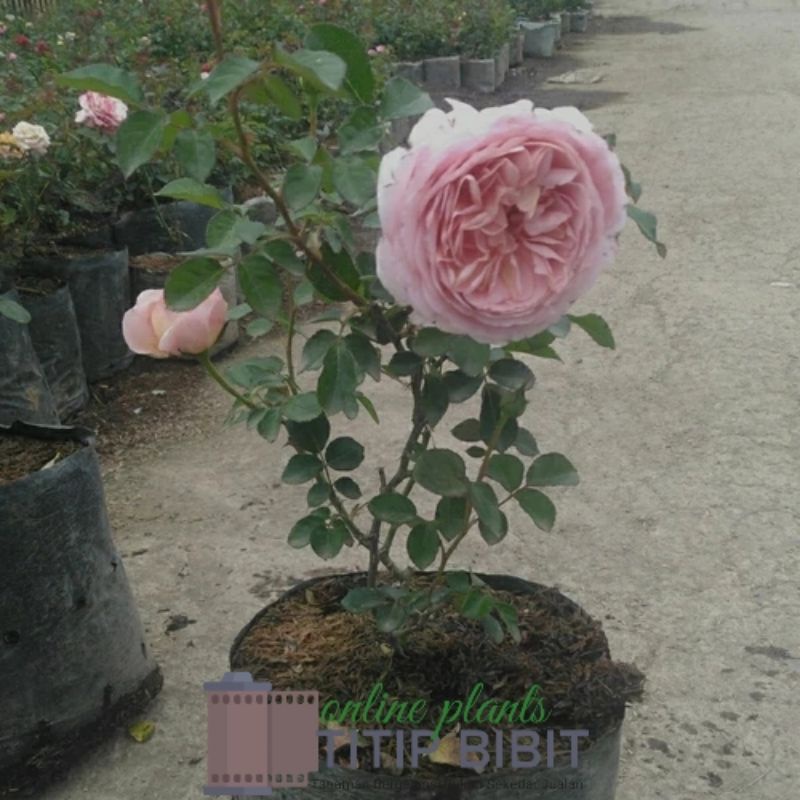 Tanaman Bunga Mawar Herzogin Christiana Dewasa Berbunga Import Rose