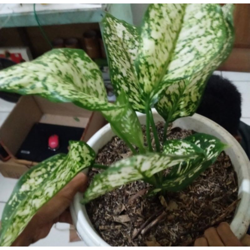 pohon aglonema dud white anjamani indukan/tanaman hias aglonema