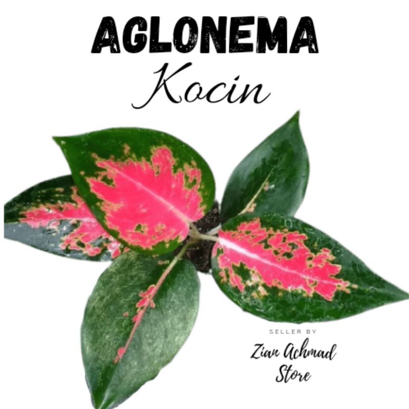 tanaman hias aglonema kocin / aglonema merah / aglonema murah / kocin