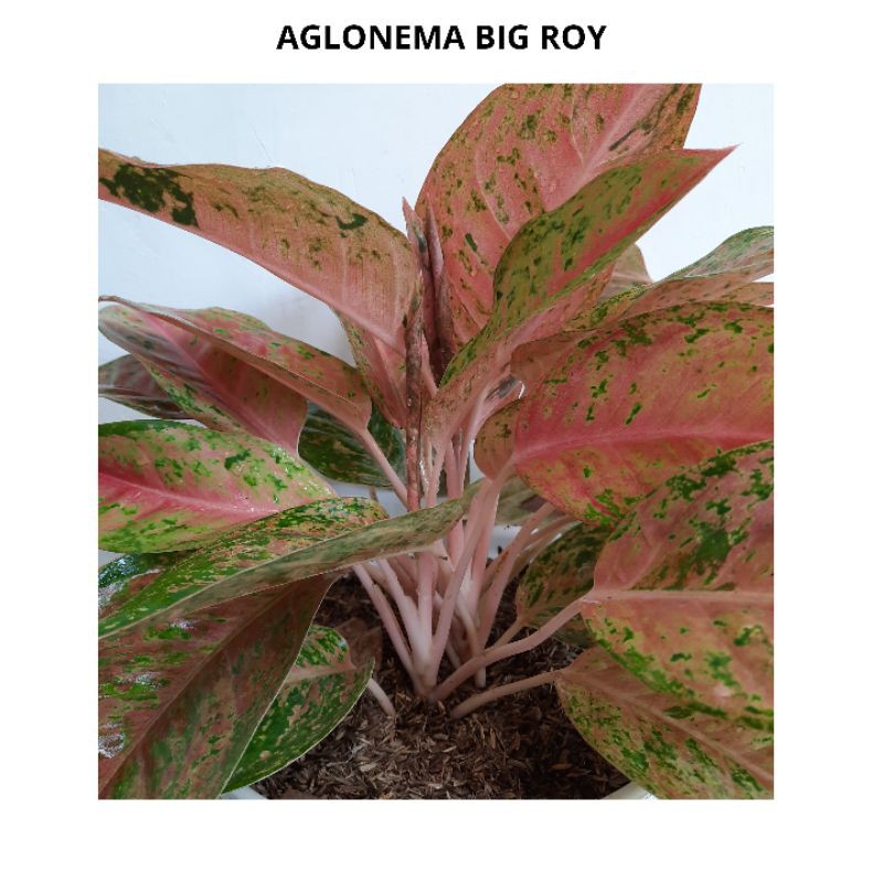 TANAMAN HIAS AGLONEMA BIG ROY LULAIWAN MUTASI MERAH
