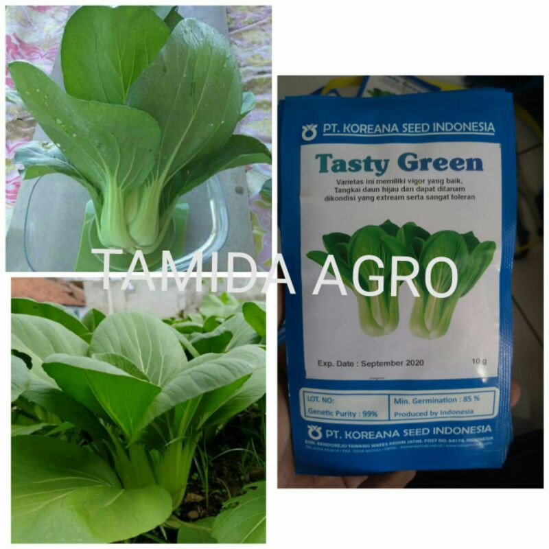 Benih Sawi TASTY GREEN Setara Sama Dengan Sawi Flamingo Sawi Sendok Sawi Pakchoy Sawi Daging