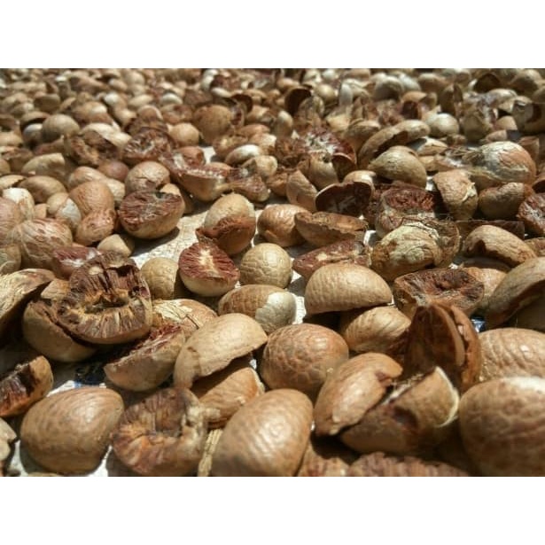 

Buah Kering - (Promo) 1Kg Buah Pinang Jambe Kering Belah Dua (Fresh)