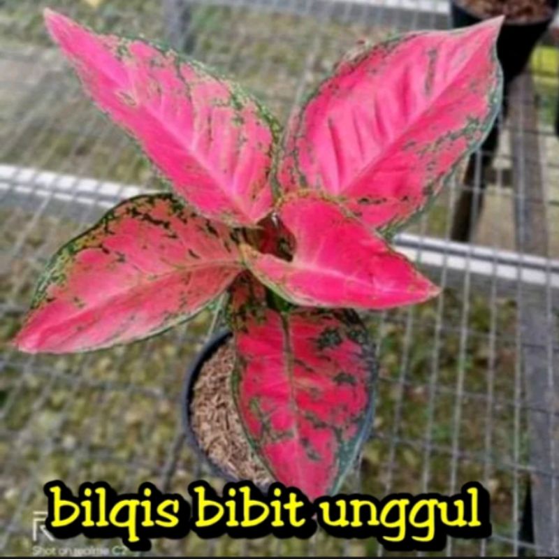 Bunga aglonema big apel Apple