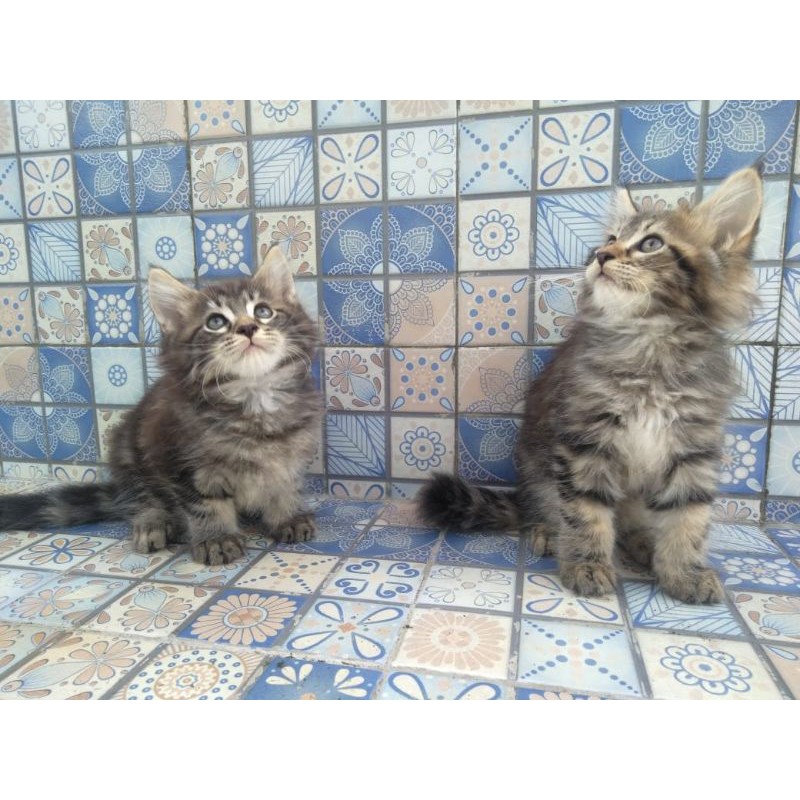 kucing Mainecoon ped cfa