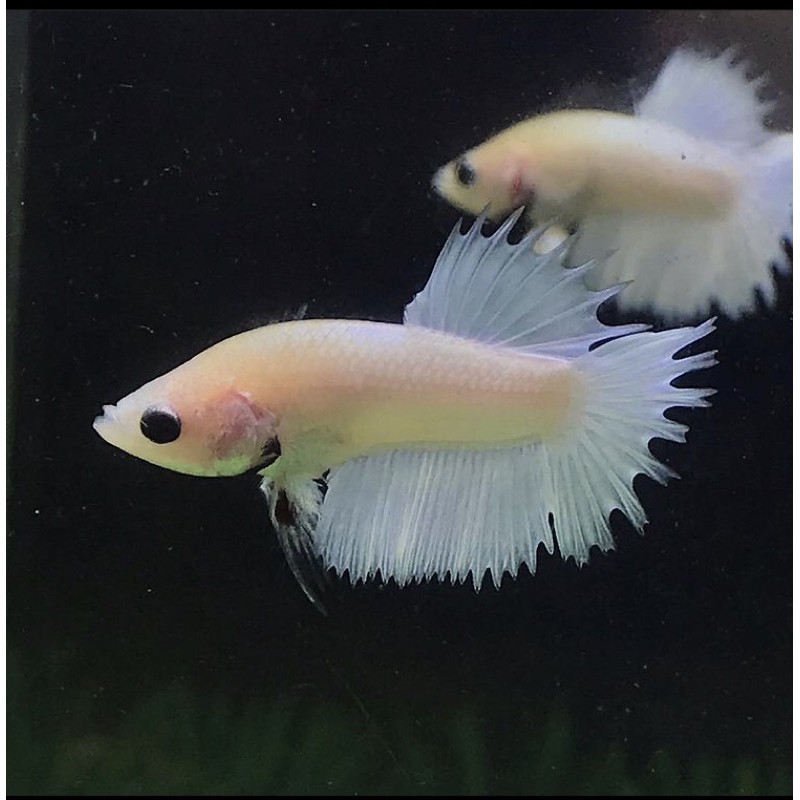 Cupang serit white platinum