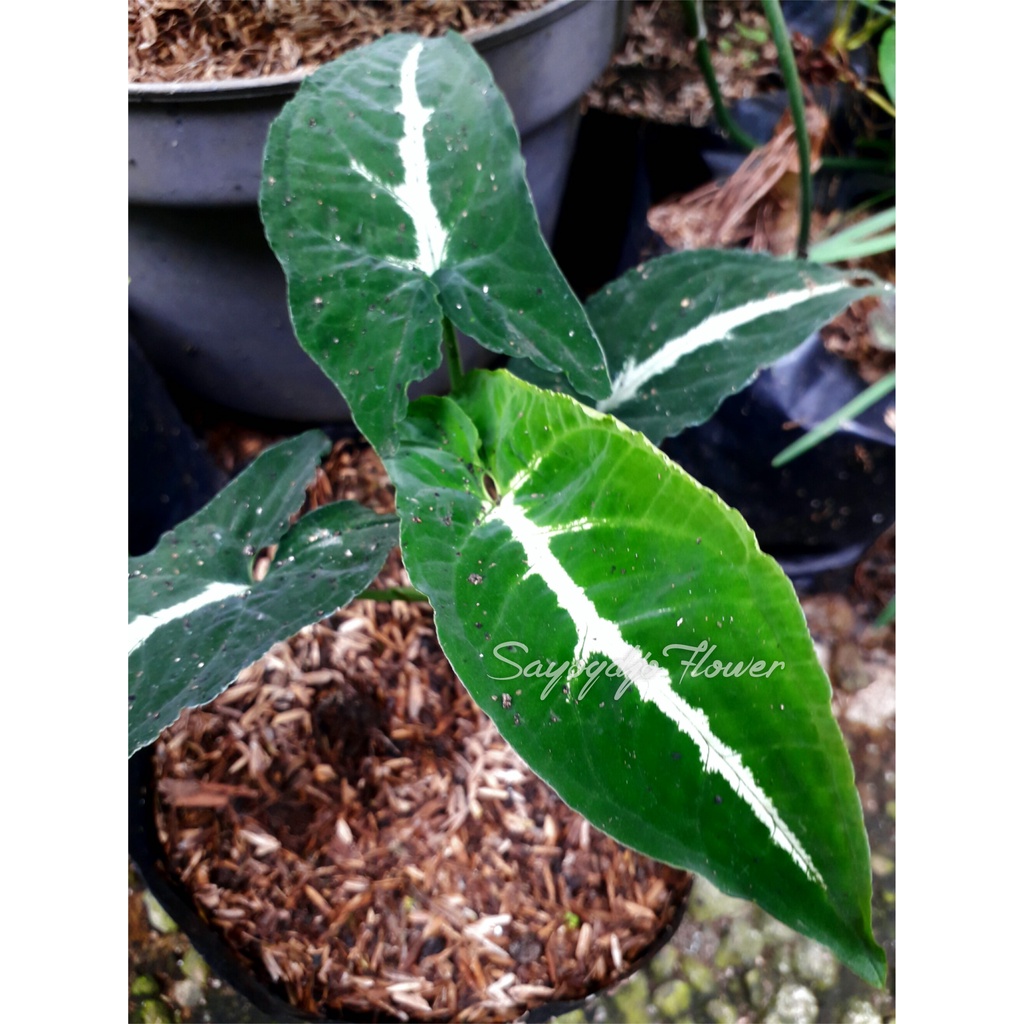Sente / Alocasia / Lumbu Tanaman hias