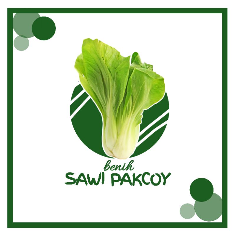 100 Biji- Benih Sawi Pakcoy HIJAU, pakcoy/ Benih sayuran pakcoy murah
