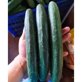 

Timun Jepang / zucchini