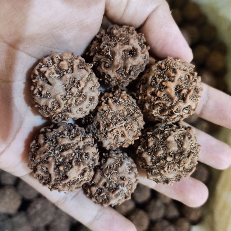 Jenitri mukhi 6 7 8 9 harga per kilo rudraksha